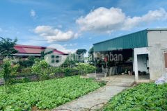 Đất nền mộc châu,quy hoạch khu du lịch đô thị quốc gia,view đồi chè.