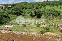 Mua dự án tặng vườn rau, ao cá tại bảo lộc