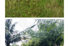 Bán nền 376m² khóm vĩnh bình, phường 2, vĩnh châu sóc trăng