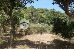 Đồi điều 5ha huyện cát tiên lâm đồng giá 1 55 tỷ