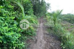 Đất vườn giá rẻ ngay cầu kênh xáng 2600mv