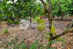 Kẹt tiền bán đất 3000m2 trồng mít giá chỉ 200tr