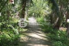 Bán đất vường đang cho thuê