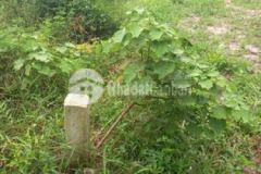 Cần bán 1000m2 đất ở xã hảo đước giá 320 triệu