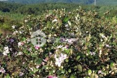 100000m2 10ha đất cây lâu năm sổ hồng tại hoà phú