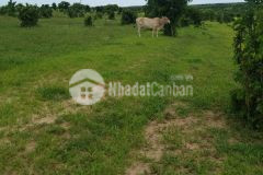 Cần tiền bán 8 sào đất vườn sông luỹ cách farm 400m, mặt tiền 52m chỉ 125km2 lh 0938677909 xem sổ