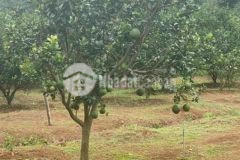 Đất sổ sẳn giá rẻ ngay kcn becamex cần ra gấp