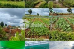 Cân ban đât nên bao lôc dt 300m full thô cư