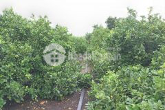 Chủ gửi bán đất 5.403,8m² ấp hậu phú 3, hậu mỹ bắc a, cái bè, tiền giang