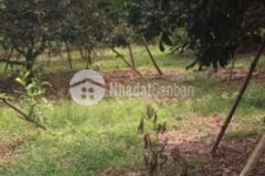 Đất vườn chính chủ 3000m2
