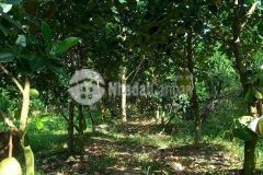 Bán đất ấp phú trí b1, xã phú hữu, h. châu thành, hậu giang.