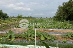 5 công đất vườn mặt tiền kênh tân thành gcđ