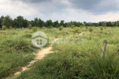 1 1ha sầu riêng có 148m mặt tiền tân phú đồng nai