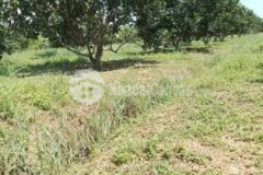 Đất chính chủ cần bán gấp 2000m2 giá 590tr