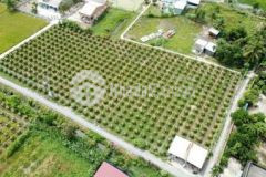 Bán gấp 2500m2 đất thị trấn 3 mặt tiền đường oto