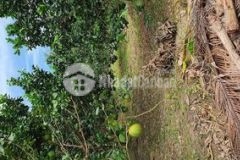 Đất vườn bưởi say trái xã an khánh châu thành btre