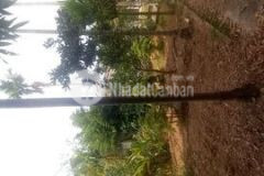 Đất phân lô đan phượng oto vào tận đất giá đầu tư