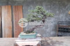 Bán lô đất huyện cần giờ tphcm