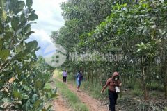 Đất giá rẻ cho công nhân 500m2 giá 99tr