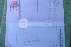 Bán đất lúa quy hoạch cây lâu năm