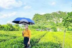 Vườn chè thôn bột phú thành lạc thuỷ