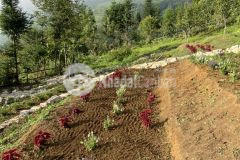 Đất nền y tý sapa 2 vị trí đẹp giá rẻ khai thác du lịch 4 mùa