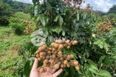 Cần bán gấp vườn nhãn cách ql13 2p