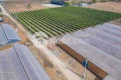 Cc cần tiền gấp bán lỗ chỉ 120k ở bình tân sổ sẵn