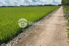 Bán 41 ruộng mặt tiền lộ đal xã thạnh thới thuận, trần đề, sóc trăng