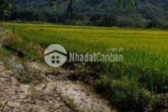 3 sào 5 cây lâu năm sát dân