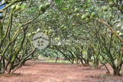 Bán gấp vườn bưởi đang trong mùa thu hoạch