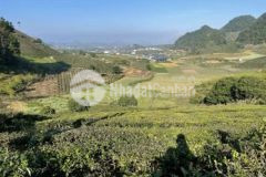 Bán gấp đất mộc châu view đồi chè cực đẹp