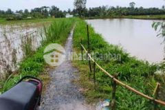 Đất ruộng hoà lộc tam bình