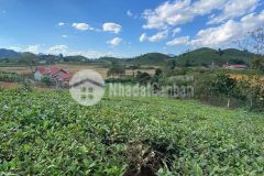 Cần tiền bán gấp mảnh đất tiềm năng đón sóng quy hoạch mộc châu