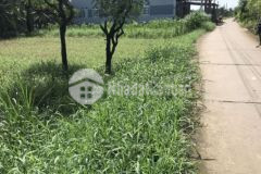 Đất nền 34m x 25m đường đan 3m long hòa