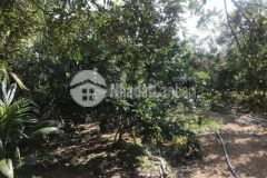 Vườn dừa nhãn 6522m² long hòa
