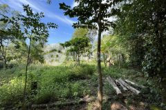 Bán đất kiệt 15 vũ ngọc phan giá đầu tư