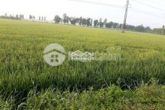 Bán đất mặt tiền quản lộ phụng hiệp khóm vĩnh tiền, phường 3, thị xã ngã năm, sóc trăng