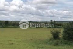 8500m2 đất trồng cây lâu năm cạnh bên safari, đường đất 6m ngay khu dân cư