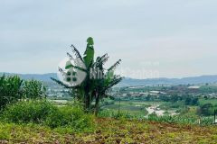 Bán gấp 6x23 100m2 tc view sông tại đạ ròn, đơn dương, lâm đồng giá 950tr