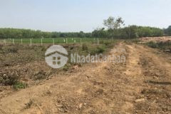 Đất cao thi bèo đi vào 1 5km gần công ty cây xanh