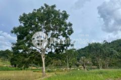 Nông trại 4ha view kdl sinh thái eakao tp bmtí