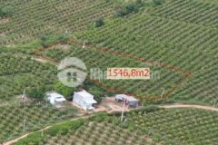 Bán mảnh thanh long ruột đỏ đang canh tác gần biển