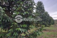 Bán gấp 1 1ha đất trồng sầu mít ngay tt đạ teh