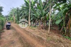 Bán đất đỏ bazan 1000m2 17x60 1sẹc tl764 cẩm mỹ