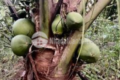 Hơn 5 2 ha tiêu sầu riêng cfe dừa điều g