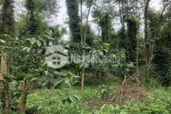 Bán đất rẫy hơn 1 hecta 200m mặt đường giá tốt