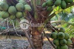 Bán đất vườn 3500 m2 hl 173 hữu định