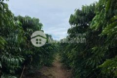Bán đất cà phê đang thu hoạch