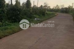 Rẫy tiêu cà đông đặc ôm 100 met mặt tiền bê tông